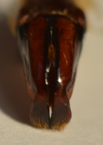 Caelorrhina superba